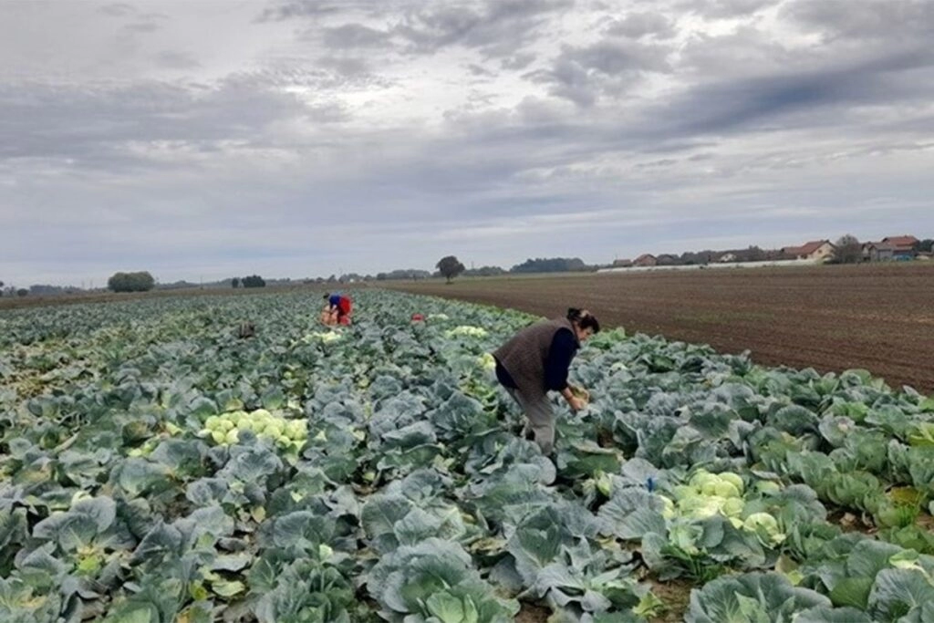 Porodica proizvela 26 tona kupusa: Imaju poruku za one kojima je skupo